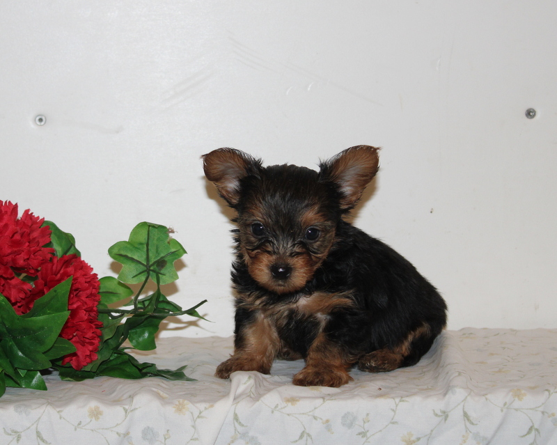 puppy, for, sale, Pomeranian, Matthew B. Stoltzfus, dog, breeder, Gap, PA, dog-breeder, puppy-for-sale, forsale, nearby, find, puppyfind, locator, puppylocator, aca